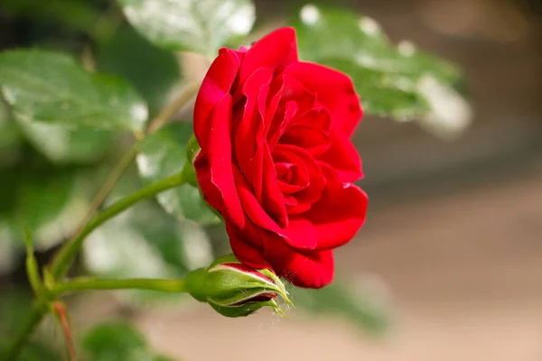 Nahaufnahme Einer Schönen Roten Rose Garten — Stockfoto