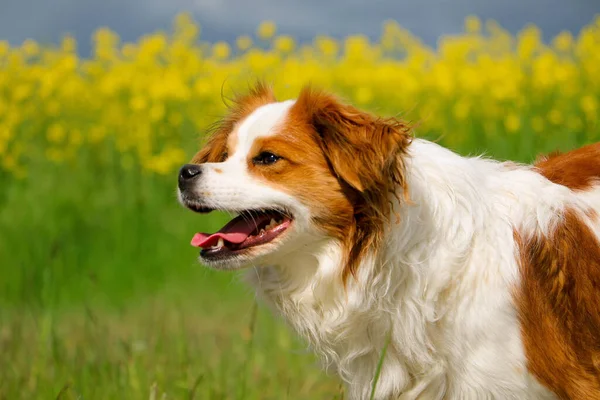 Bonito Marrom Branco Misto Cão Está Campo Com Sementes Colza — Fotografia de Stock