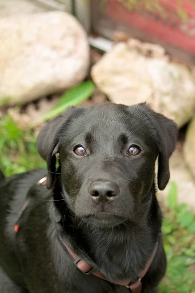 Beau Portrait Tête Chiot Labrador Noir Récupérateur Dans Jardin — Photo