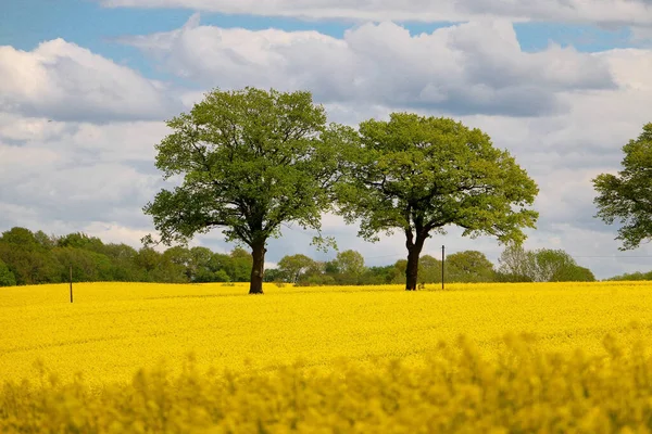 Dos Árboles Viejos Medio Hermoso Campo Semillas Colza Amarilla — Foto de Stock