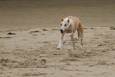 Kuzey denizinde güzel bir galgo koşuyor.