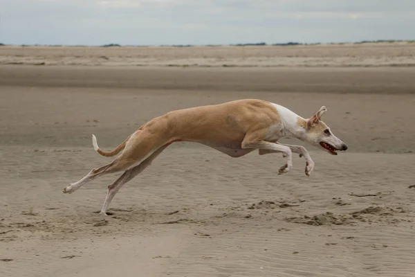 Hermoso Galgo Está Corriendo Playa Mar Del Norte — Foto de Stock