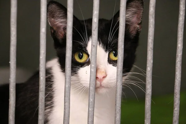 black and white little cat behind bars in the cage in an animal shelter