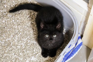 Küçük kedi yavrusu kumlukta oturuyor ve kameraya bakıyor.