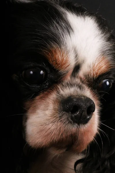 Extreme Nahaufnahme Des Kopfbildes Eines Dreifarbigen Kavalierkönigs Karl Spaniel Dunklen — Stockfoto