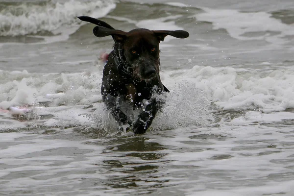 Komik Kahverengi Köpek Sahilde Suda Koşuyor — Stok fotoğraf