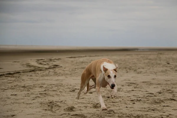 Ένα Όμορφο Galgo Τρέχει Στην Παραλία Στη Βόρεια Θάλασσα — Φωτογραφία Αρχείου