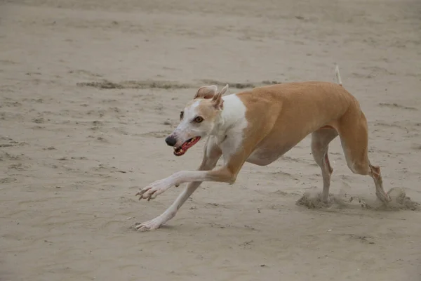 Galgo Bonito Está Correndo Praia Mar Norte — Fotografia de Stock