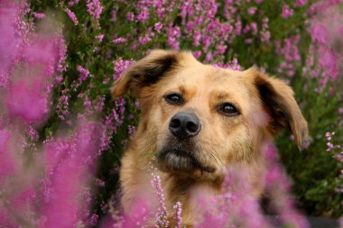 Bir fundalıkta güzel bir çoban kafası portresi.