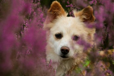 Kenevir tarlasında küçük kahverengi bir tükürük köpeğinin portresini kapat.