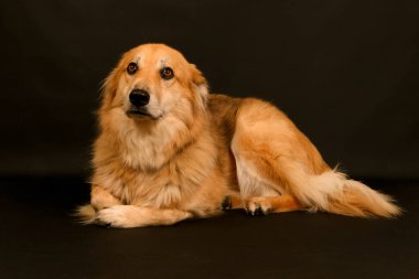 Koyu renk stüdyoda, uzun saçlı, kahverengi bir çoban köpeğinin güzel portresi.