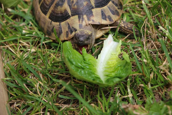 Piccola Tartaruga Terra Nell Erba Mangia Una Foglia Lattuga — Foto Stock