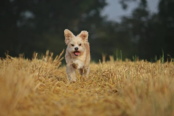 Liten Brun Maltesisk Hund Springer Stubb Fält — Stockfoto