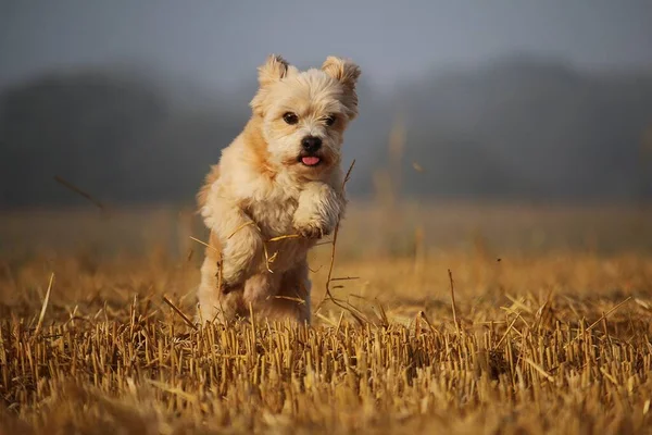 Pequeno Cão Maltês Marrom Está Correndo Campo Restolho — Fotografia de Stock