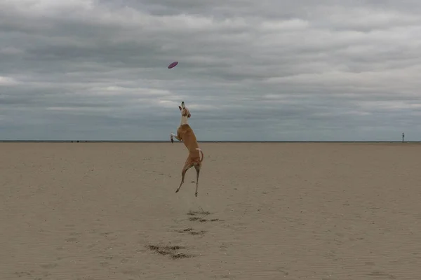 Śmieszne Brązowy Galgo Gra Frisbee Plaży — Zdjęcie stockowe