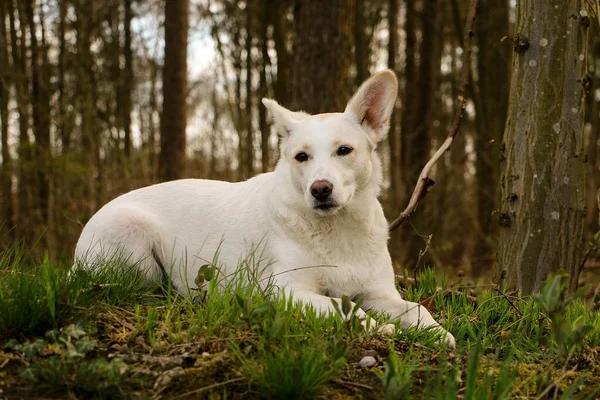 Schöner Weißer Mischlingshund Liegt Wald — Stockfoto