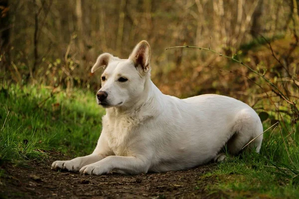 Schöner Weißer Mischlingshund Liegt Wald — Stockfoto