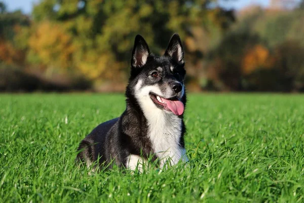 Mooie Gemengde Driekleurige Hond Ligt Een Grasveld Een Prachtige Herfst — Stockfoto