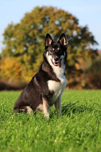 Schöner Dreifarbiger Mischlingshund Liegt Auf Einer Wiese Einer Wunderschönen Herbstlichen — Stockfoto