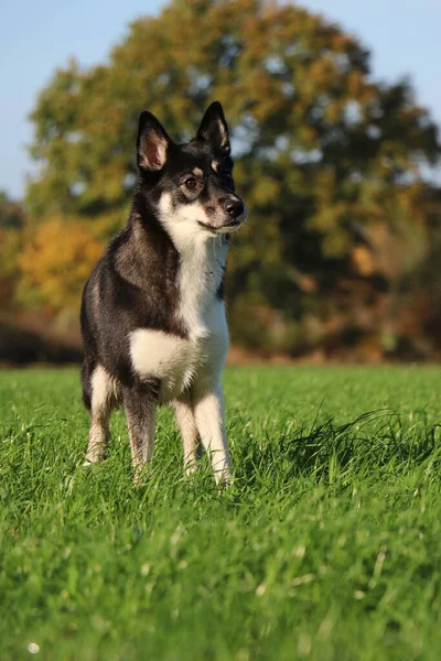 Schöner Dreifarbiger Mischlingshund Liegt Auf Einer Wiese Einer Wunderschönen Herbstlichen — Stockfoto