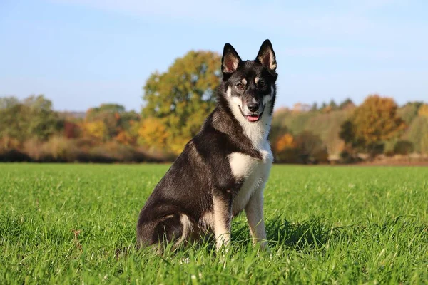 Mooie Gemengde Driekleurige Hond Ligt Een Grasveld Een Prachtige Herfst — Stockfoto