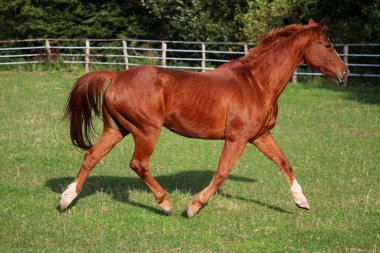 Güzel kahverengi at yeşil çayırda koşuyor.