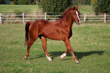 Güzel kahverengi at yeşil çayırda koşuyor.