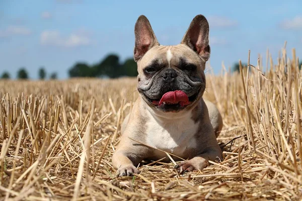 Schöne Braune Französische Bulldogge Liegt Einem Stoppelfeld — Stockfoto