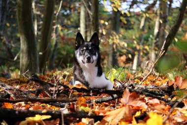 Üç renkli güzel köpek sonbahar ormanında yatıyor.