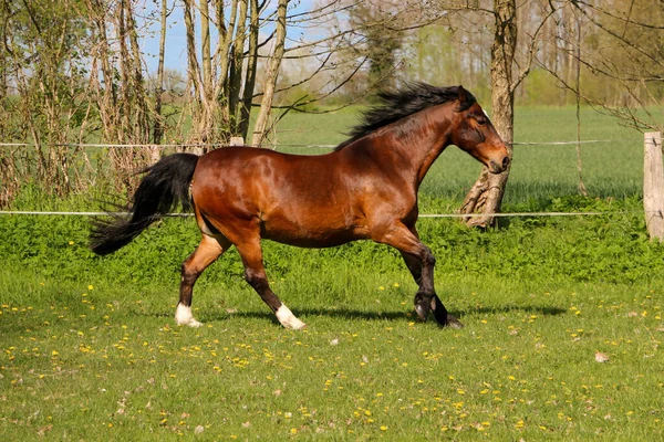 Prachtig Bruin Paard Loopt Paddock — Stockfoto