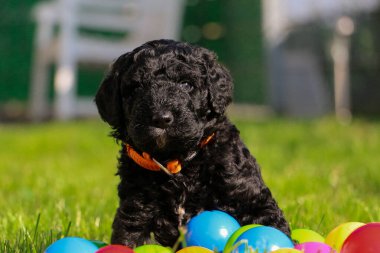 Güzel siyah kıvırcık saçlı köpek yavrusu renkli plastik topların içinde bahçede oturuyor.