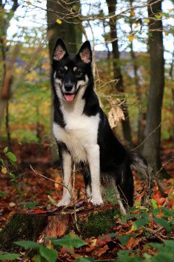 Güzel melez köpek sonbahar ormanında bir ağacın üzerinde duruyor.