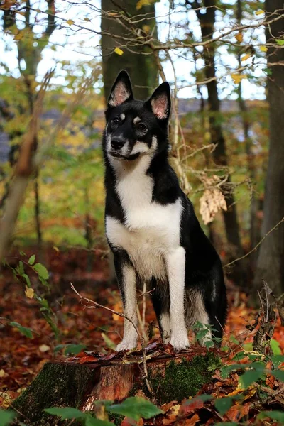 Schöner Husky Mischlingshund Steht Auf Einem Baum Herbstwald — Stockfoto