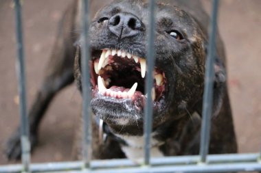 Kızgın Amerikan personeli çitin arkasında havlayan köpek.