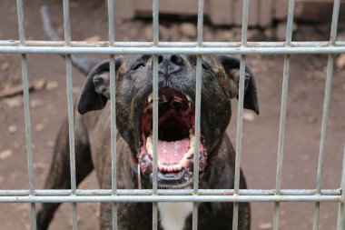 Kızgın Amerikan personeli çitin arkasında havlayan köpek.