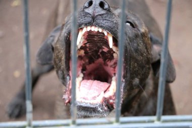 Kızgın Amerikan personeli çitin arkasında havlayan köpek.