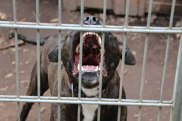 Angry American Staffordshire Dog Barking Fence — Stock Photo, Image