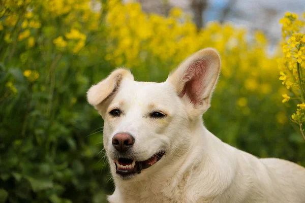 Hermoso Blanco Mezclado Perro Cabeza Retrato Amarillo Colza Semilla Campo — Foto de Stock