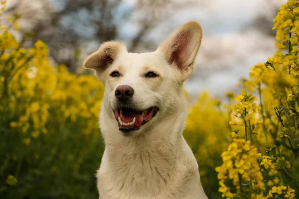 Schöne Weiße Mischlingshundekopf Porträt Einem Gelben Rapsfeld — Stockfoto