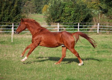 Güzel kahverengi at çayırda koşuyor.