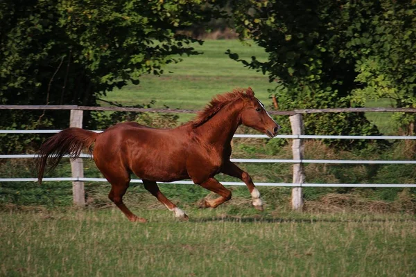 美しい茶色の馬がパドックで走っています — ストック写真