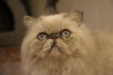 Güzel Pers kedisi portresi mavi gözlü