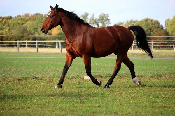 Brown Quarto Cavalo Está Correndo Paddock — Fotografia de Stock