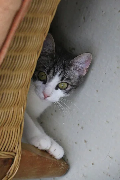 Drôle Petit Chat Avec Grands Yeux Est Couché Sous Chaise — Photo