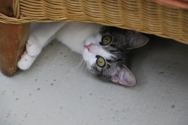 Engraçado Pequeno Gato Com Grandes Olhos Está Deitado Sob Cadeira — Fotografia de Stock