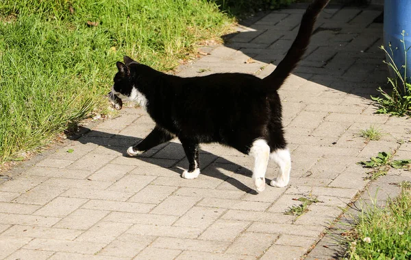 Siyah Beyaz Kedi Bahçede Bir Fare Yakalıyor — Stok fotoğraf