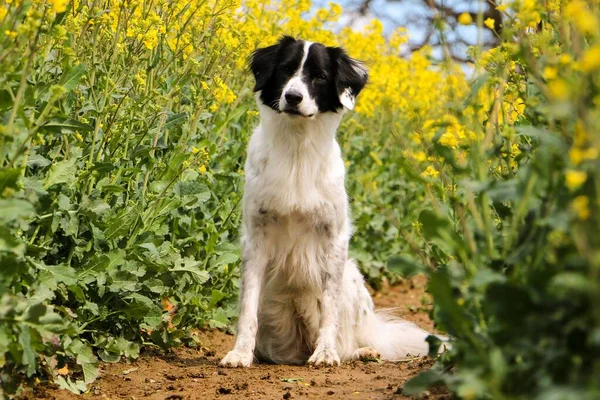 Schöner Schwarz Weißer Border Collie Mischlingshund Sitzt Einem Track Gelben — Stockfoto