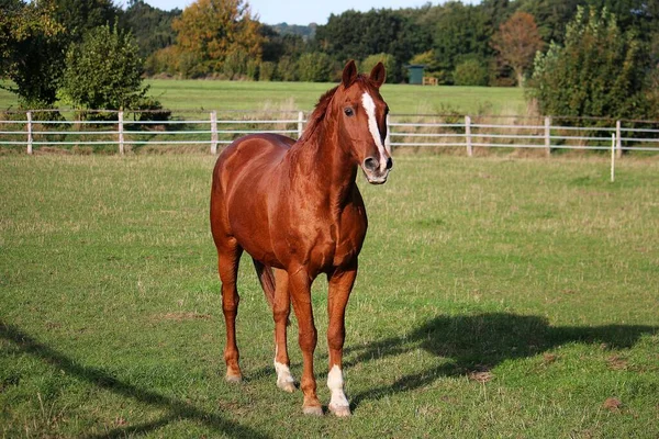 Hermoso Retrato Caballo Marrón Paddock — Foto de Stock