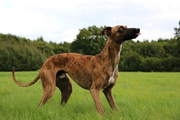 Hermoso Whippet Está Pie Parque — Foto de Stock