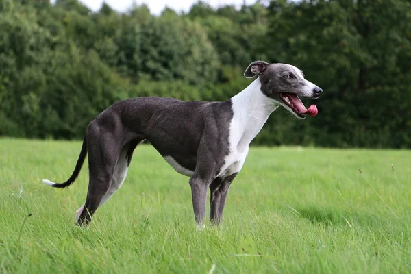 Hermoso Whippet Está Pie Parque — Foto de Stock